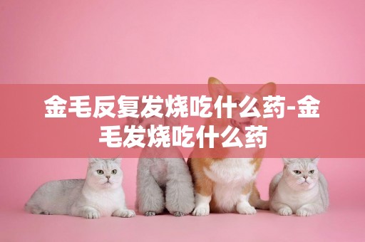 金毛反復發燒吃什么藥-金毛發燒吃什么藥