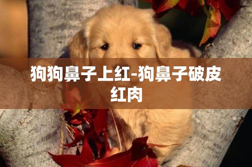 狗狗鼻子上紅-狗鼻子破皮紅肉
