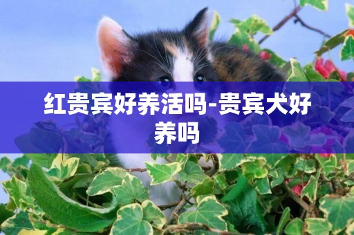 紅貴賓好養活嗎-貴賓犬好養嗎