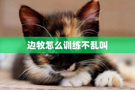 邊牧怎么訓練不亂叫