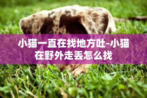 小貓一直在找地方吐-小貓在野外走丟怎么找