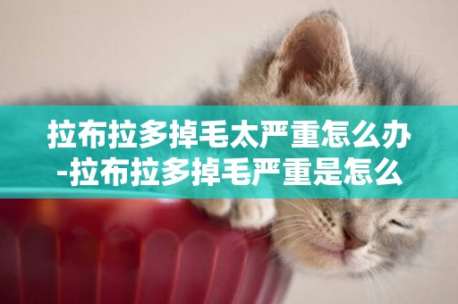 拉布拉多掉毛太嚴重怎么辦-拉布拉多掉毛嚴重是怎么回事