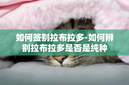 如何簽別拉布拉多-如何辨別拉布拉多是否是純種