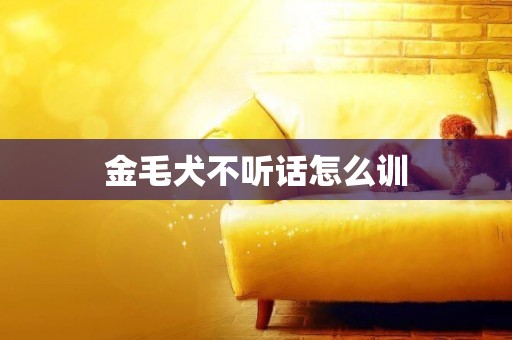 金毛犬不聽話怎么訓