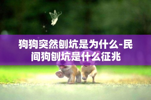 狗狗突然刨坑是為什么-民間狗刨坑是什么征兆