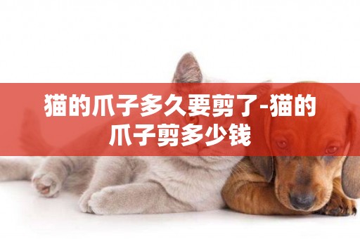 貓的爪子多久要剪了-貓的爪子剪多少錢