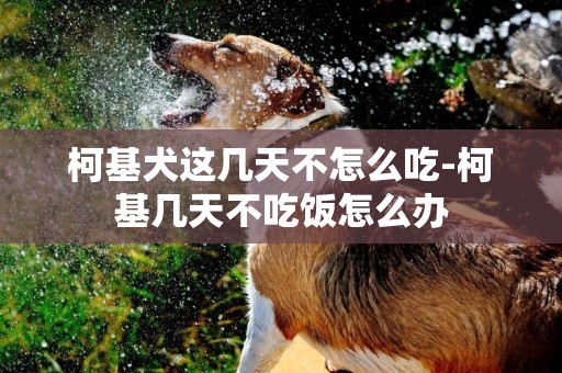 柯基犬這幾天不怎么吃-柯基幾天不吃飯怎么辦