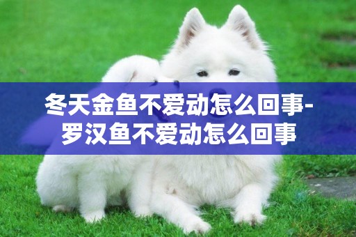 冬天金魚不愛動怎么回事-羅漢魚不愛動怎么回事