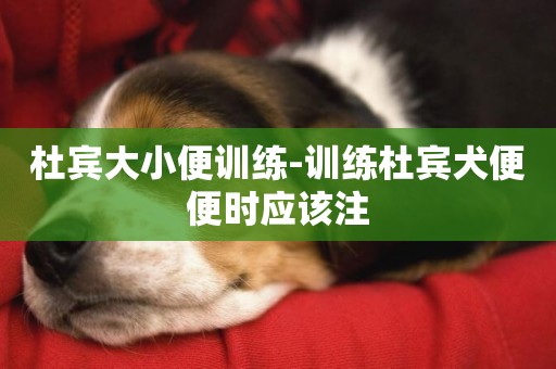 杜賓大小便訓練-訓練杜賓犬便便時應該注