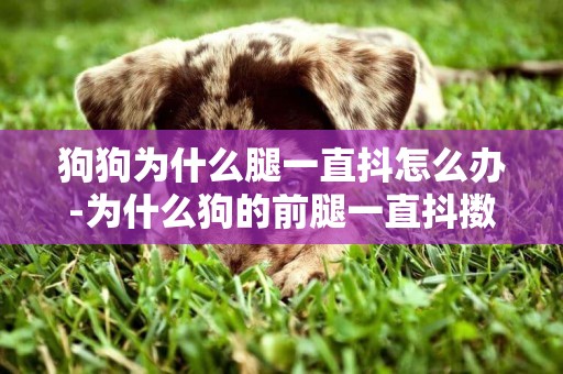 狗狗為什么腿一直抖怎么辦-為什么狗的前腿一直抖擻