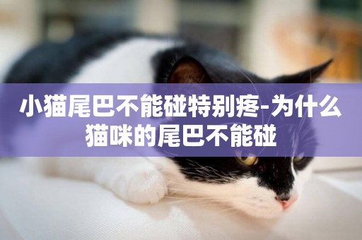 小貓尾巴不能碰特別疼-為什么貓咪的尾巴不能碰