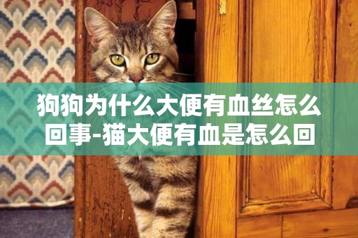 狗狗為什么大便有血絲怎么回事-貓大便有血是怎么回事