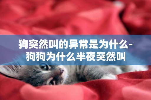 狗突然叫的異常是為什么-狗狗為什么半夜突然叫