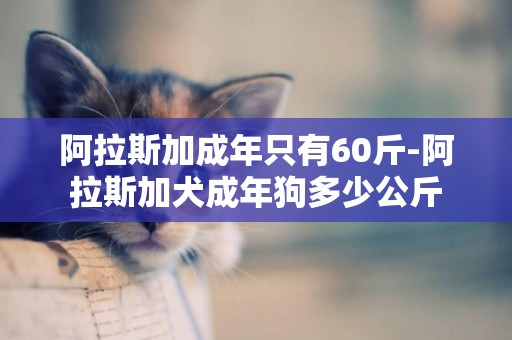 阿拉斯加成年只有60斤-阿拉斯加犬成年狗多少公斤