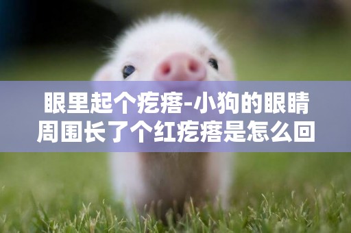 眼里起個疙瘩-小狗的眼睛周圍長了個紅疙瘩是怎么回事