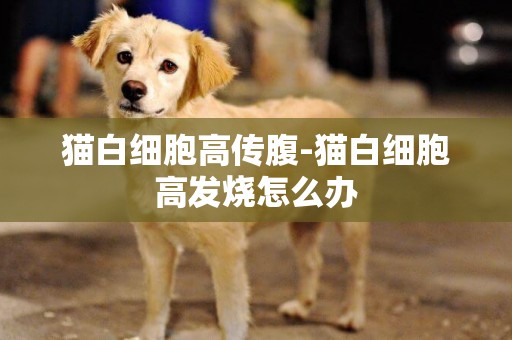 貓白細胞高傳腹-貓白細胞高發燒怎么辦