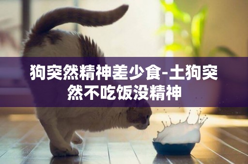 狗突然精神差少食-土狗突然不吃飯沒精神