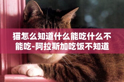 貓怎么知道什么能吃什么不能吃-阿拉斯加吃飯不知道饑飽怎么辦