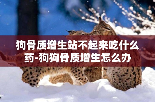 狗骨質增生站不起來吃什么藥-狗狗骨質增生怎么辦