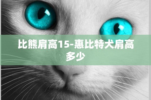 比熊肩高15-惠比特犬肩高多少