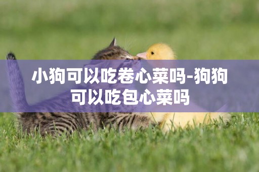 小狗可以吃卷心菜嗎-狗狗可以吃包心菜嗎