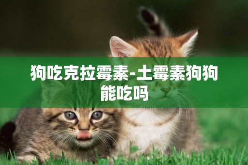 狗吃克拉霉素-土霉素狗狗能吃嗎