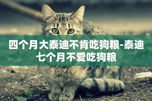 四個月大泰迪不肯吃狗糧-泰迪七個月不愛吃狗糧