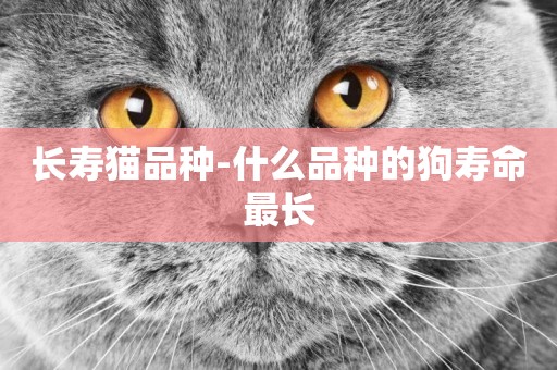 長壽貓品種-什么品種的狗壽命最長