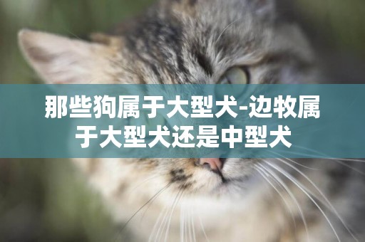 那些狗屬于大型犬-邊牧屬于大型犬還是中型犬