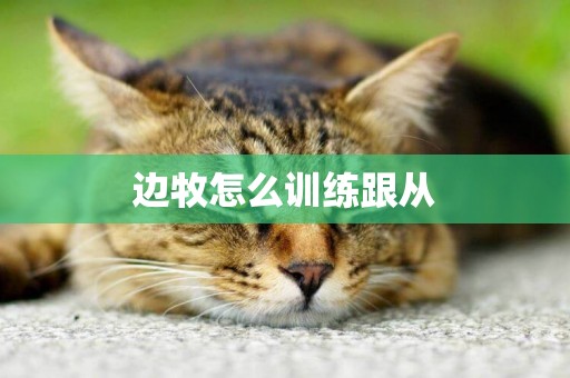 邊牧怎么訓練跟從