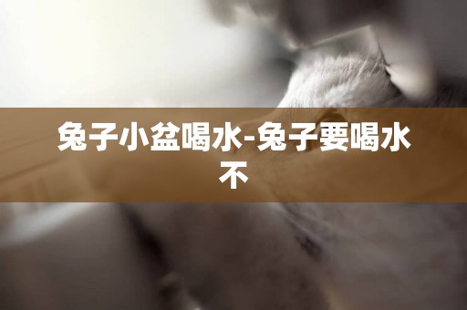 兔子小盆喝水-兔子要喝水不