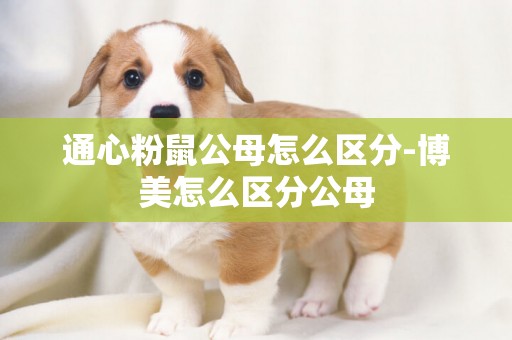 通心粉鼠公母怎么區分-博美怎么區分公母
