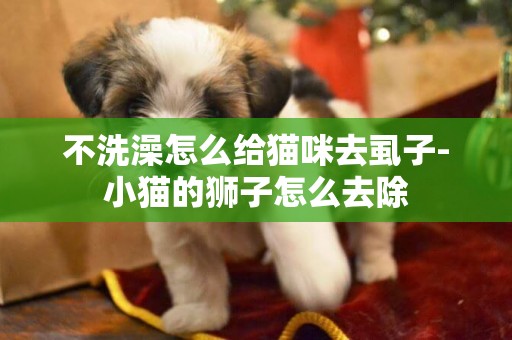 不洗澡怎么給貓咪去虱子-小貓的獅子怎么去除
