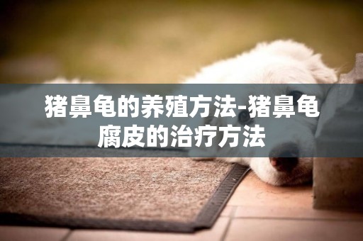 豬鼻龜的養殖方法-豬鼻龜腐皮的治療方法