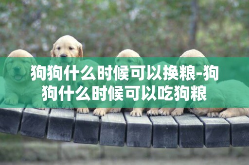 狗狗什么時候可以換糧-狗狗什么時候可以吃狗糧