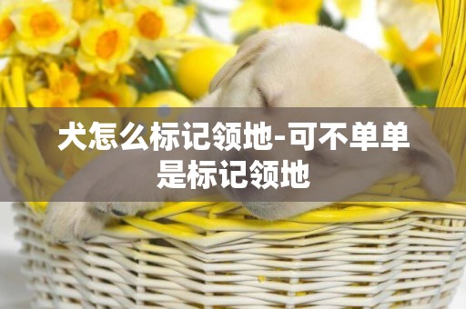 犬怎么標記領地-可不單單是標記領地
