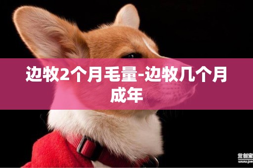 邊牧2個月毛量-邊牧幾個月成年