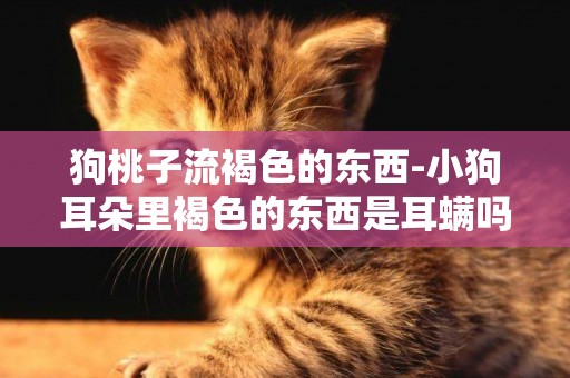 狗桃子流褐色的東西-小狗耳朵里褐色的東西是耳螨嗎