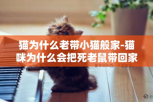 貓為什么老帶小貓般家-貓咪為什么會把死老鼠帶回家