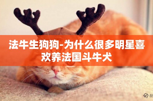 法牛生狗狗-為什么很多明星喜歡養法國斗牛犬