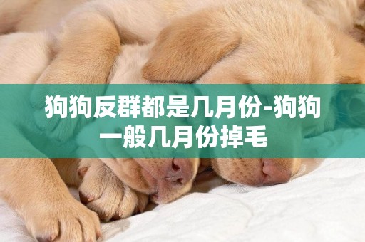 狗狗反群都是幾月份-狗狗一般幾月份掉毛