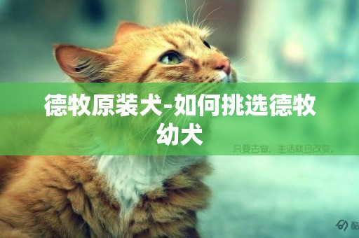 德牧原裝犬-如何挑選德牧幼犬