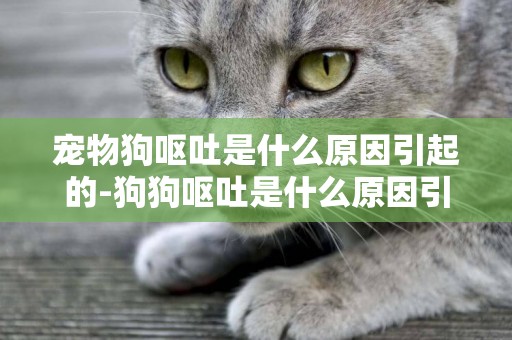 寵物狗嘔吐是什么原因引起的-狗狗嘔吐是什么原因引起的