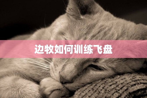 邊牧如何訓練飛盤
