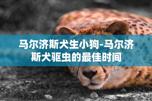 馬爾濟斯犬生小狗-馬爾濟斯犬驅蟲的最佳時間