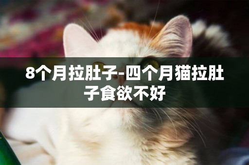 8個月拉肚子-四個月貓拉肚子食欲不好