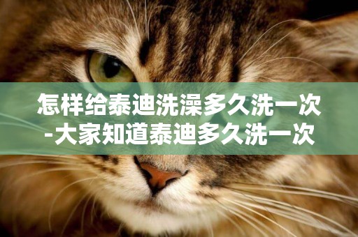 怎樣給泰迪洗澡多久洗一次-大家知道泰迪多久洗一次澡嗎