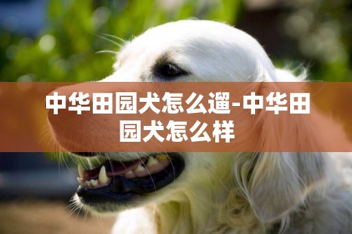 中華田園犬怎么遛-中華田園犬怎么樣