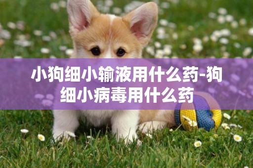小狗細小輸液用什么藥-狗細小病毒用什么藥