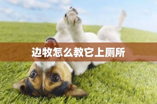 邊牧怎么教它上廁所
